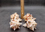 Pink Brown Striped Murex Seashells Murex Brassica (2 shells approx. 3+ inches) Seashells for hermit crabs art projects crafts & collecting!