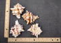 Pink Brown Striped Murex Seashells Murex Brassica (2 shells approx. 3+ inches) Seashells for hermit crabs art projects crafts & collecting!
