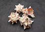 Pink Brown Striped Murex Seashells Murex Brassica (2 shells approx. 3+ inches) Seashells for hermit crabs art projects crafts & collecting!