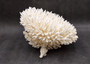 White Table Coral Large Cluster Acropora Latistella (1 coral approx. 11L x 7.5H x 11D inches) White Table Coral for display & collecting! Copyright 2025 SeaShellSupply.com.
