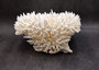 White Table Coral Large Cluster Acropora Latistella (1 coral approx. 11L x 7.5H x 11D inches) White Table Coral for display & collecting! Copyright 2025 SeaShellSupply.com.