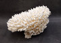 White Table Coral Large Cluster Acropora Latistella (1 coral approx. 11L x 7.5H x 11D inches) White Table Coral for display & collecting! Copyright 2025 SeaShellSupply.com.