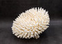 White Table Coral Large Cluster Acropora Latistella (1 coral approx. 11L x 7.5H x 11D inches) White Table Coral for display & collecting! Copyright 2025 SeaShellSupply.com.