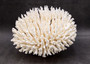 White Table Coral Large Cluster Acropora Latistella (1 coral approx. 11L x 7.5H x 11D inches) White Table Coral for display & collecting! Copyright 2025 SeaShellSupply.com.