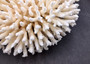 White Table Coral Large Cluster Acropora Latistella (1 coral approx. 11L x 7.5H x 11D inches) White Table Coral for display & collecting! Copyright 2025 SeaShellSupply.com.