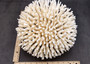 White Table Coral Large Cluster Acropora Latistella (1 coral approx. 11L x 7.5H x 11D inches) White Table Coral for display & collecting! Copyright 2025 SeaShellSupply.com.
