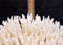 White Table Coral Large Cluster Acropora Latistella (1 coral approx. 11L x 7.5H x 11D inches) White Table Coral for display & collecting! Copyright 2025 SeaShellSupply.com.