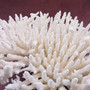 Large White Table Coral Cluster Centerpiece (1 coral approx. 13L x 6H x 11D inches) Acropora Latistella Table Coral for display & decor! Copyright 2026 SeaShellSupply.com.