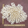 Large White Table Coral Cluster Centerpiece (1 coral approx. 13L x 6H x 11D inches) Acropora Latistella Table Coral for display & decor! Copyright 2026 SeaShellSupply.com.