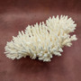 Large White Table Coral Cluster Centerpiece (1 coral approx. 13L x 6H x 11D inches) Acropora Latistella Table Coral for display & decor! Copyright 2026 SeaShellSupply.com.