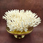 Large White Table Coral Cluster Centerpiece (1 coral approx. 13L x 6H x 11D inches) Acropora Latistella Table Coral for display & decor!