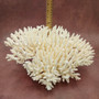 Large White Table Coral Cluster Centerpiece (1 coral approx. 13L x 6H x 11D inches) Acropora Latistella Table Coral for display & decor! Copyright 2026 SeaShellSupply.com.