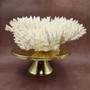 Large White Table Coral Cluster Centerpiece (1 coral approx. 13L x 6H x 11D inches) Acropora Latistella Table Coral for display & decor!