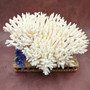 Large White Table Coral Cluster Centerpiece (1 coral approx. 13L x 6H x 11D inches) Acropora Latistella Table Coral for display & decor!