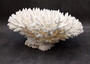 White Table Coral Large Cluster Acropora Latistella (1 coral approx. 11.5L x 6.5H x 10.5D inches) Table Coral for display & collecting! Copyright 2025 SeaShellSupply.com.