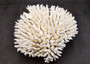 White Table Coral Large Cluster Acropora Latistella (1 coral approx. 11.5L x 6.5H x 10.5D inches) Table Coral for display & collecting! Copyright 2025 SeaShellSupply.com.