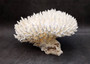 White Table Coral Large Cluster Acropora Latistella (1 coral approx. 11.5L x 6.5H x 10.5D inches) Table Coral for display & collecting! Copyright 2025 SeaShellSupply.com.