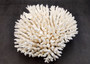 White Table Coral Large Cluster Acropora Latistella (1 coral approx. 11.5L x 6.5H x 10.5D inches) Table Coral for display & collecting! Copyright 2025 SeaShellSupply.com.