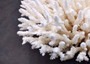 White Table Coral Large Cluster Acropora Latistella (1 coral approx. 11.5L x 6.5H x 10.5D inches) Table Coral for display & collecting! Copyright 2025 SeaShellSupply.com.