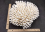 White Table Coral Large Cluster Acropora Latistella (1 coral approx. 11.5L x 6.5H x 10.5D inches) Table Coral for display & collecting! Copyright 2025 SeaShellSupply.com.