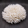 White Table Coral Large Cluster (1 coral approx. 11L x 5H x 10D inches) White Acropora Latistella Coral for gifting decor & collecting! Copyright 2026 SeaShellSupply.com.