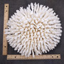 White Table Coral Large Cluster (1 coral approx. 11L x 5H x 10D inches) White Acropora Latistella Coral for gifting decor & collecting! Copyright 2026 SeaShellSupply.com.