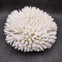 White Table Coral Large Cluster (1 coral approx. 11L x 5H x 10D inches) White Acropora Latistella Coral for gifting decor & collecting! Copyright 2026 SeaShellSupply.com.