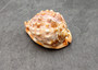 Baby Bull's Mouth Helmet Seashell Cassis Rufa (1 shell approx. 2+ inches) Orange Helmet Shell for craft, decoration, or collecting! Copyright 2025 SeaShellSupply.com.