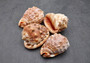 Baby Bull\'s Mouth Helmet Seashell Cassis Rufa (1 shell approx. 2+ inches) Orange Helmet Shell for craft, decoration, or collecting! Copyright 2025 SeaShellSupply.com.
