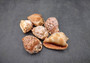 Baby Bull\'s Mouth Helmet Seashell Cassis Rufa (1 shell approx. 2+ inches) Orange Helmet Shell for craft, decoration, or collecting! Copyright 2025 SeaShellSupply.com.