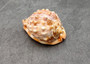 Baby Bull\'s Mouth Helmet Seashell Cassis Rufa (1 shell approx. 2+ inches) Orange Helmet Shell for craft, decoration, or collecting! Copyright 2025 SeaShellSupply.com.