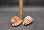 Baby Bull's Mouth Helmet Seashell Cassis Rufa (1 shell approx. 2+ inches) Orange Helmet Shell for craft, decoration, or collecting!