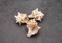 Pink Brown Striped Murex Seashells Murex Brassica (3 shells approx. 2+ inches) Seashells for hermit crabs art projects crafts & collecting!