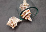 Pink Brown Striped Murex Seashells Murex Brassica (3 shells approx. 2+ inches) Seashells for hermit crabs art projects crafts & collecting!