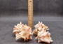 Pink Brown Striped Murex Seashells Murex Brassica (3 shells approx. 2+ inches) Seashells for hermit crabs art projects crafts & collecting!