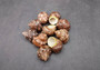 Tapestry Turbo Brown Seashells Turbo Petholatus (2 shells approx. 2+ inches) Shells for any coastal collecton or art project!