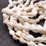 White Nassa Shell Necklace Leis (3 leis approx. 0.20+ inch x 34 inch CIRCUMFERENCE) Beautiful seashell necklace for beach outfits or a gift! Copyright 2026 SeaShellSupply.com.