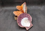 Orange Lion's Paw Scallop Seashell Pecten Subnodosus (1 shell approx. 6+ inches) Great shell for ocean decoration art projects & crafting!