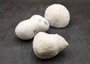 Farm Grown White Brain Coral (1 coral approx. 3+ inches) Earth friendly, display ready, sustainably grown & sourced! Copyright 2025 SeaShellSupply.com.