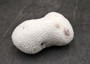 Farm Grown White Brain Coral (1 coral approx. 3+ inches) Earth friendly, display ready, sustainably grown & sourced! Copyright 2025 SeaShellSupply.com.