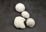 Farm Grown White Brain Coral (1 coral approx. 3+ inches) Earth friendly, display ready, sustainably grown & sourced! Copyright 2025 SeaShellSupply.com.
