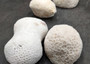 Farm Grown White Brain Coral (1 coral approx. 3+ inches) Earth friendly, display ready, sustainably grown & sourced! Copyright 2025 SeaShellSupply.com.