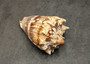 Imperial Volute Seashell Cymbiola Imperialis (1 shell approx. 5+ inches) B GRADE Value Shell for ocean displays arts crafts & collecting! Copyright 2026 SeaShellSupply.com.
