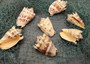 Imperial Volute Seashell Cymbiola Imperialis (1 shell approx. 5+ inches) B GRADE Value Shell for ocean displays arts crafts & collecting! Copyright 2026 SeaShellSupply.com.