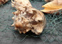 Imperial Volute Seashell Cymbiola Imperialis (1 shell approx. 5+ inches) B GRADE Value Shell for ocean displays arts crafts & collecting! Copyright 2026 SeaShellSupply.com.