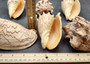 Imperial Volute Seashell Cymbiola Imperialis (1 shell approx. 5+ inches) B GRADE Value Shell for ocean displays arts crafts & collecting!
