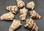 Imperial Volute Seashell Cymbiola Imperialis (1 shell approx. 5+ inches) B GRADE Value Shell for ocean displays arts crafts & collecting! Copyright 2026 SeaShellSupply.com.