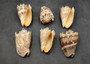 Imperial Volute Seashell Cymbiola Imperialis (1 shell approx. 5+ inches) B GRADE Value Shell for ocean displays arts crafts & collecting! Copyright 2026 SeaShellSupply.com.