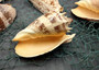 Imperial Volute Seashell Cymbiola Imperialis (1 shell approx. 5+ inches) B GRADE Value Shell for ocean displays arts crafts & collecting!