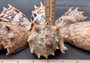 Imperial Volute Seashell Cymbiola Imperialis (1 shell approx. 5+ inches) B GRADE Value Shell for ocean displays arts crafts & collecting!